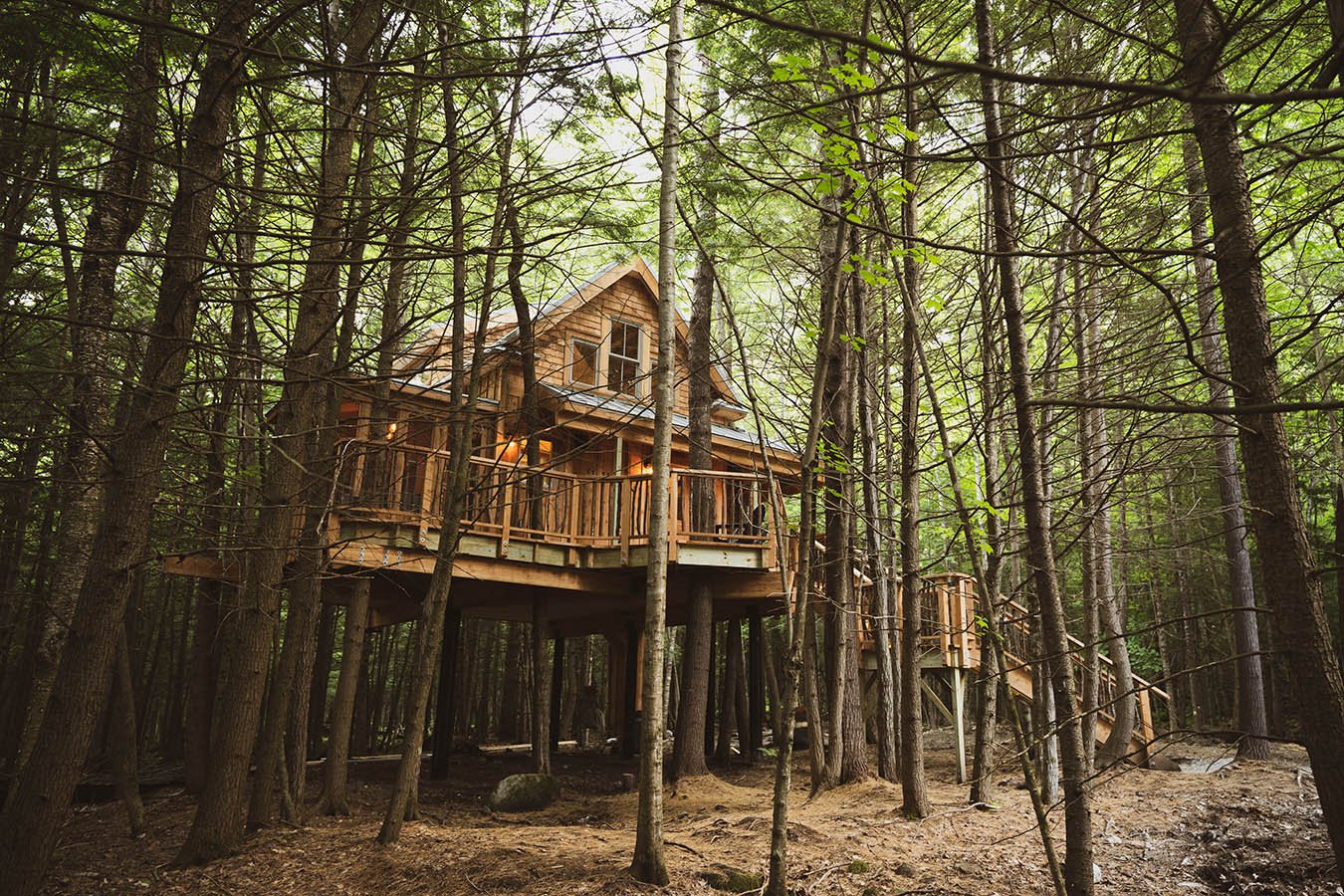 woods treehouse