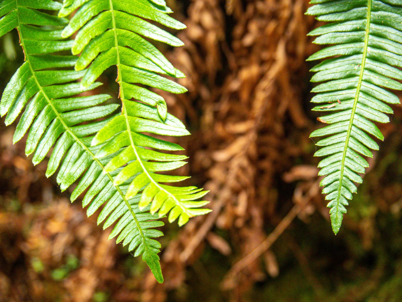 Vancouver Island flora