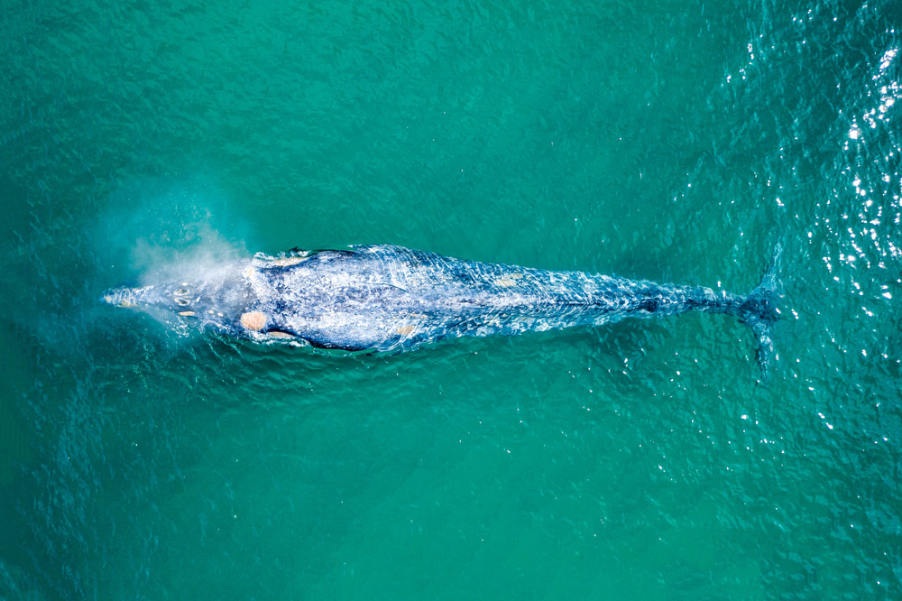 chances are good that you'll see whales in baja
