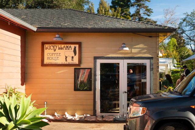 carpenteria lucky llama